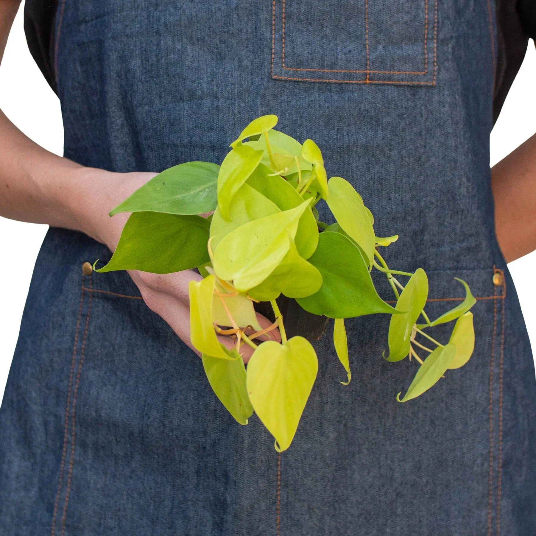 Philodendron 'Neon' - TheHardenGarden