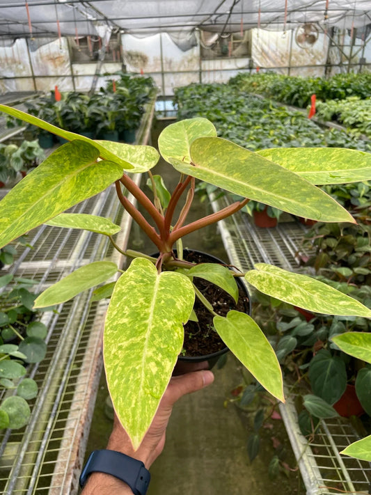 Philodendron 'Painted Lady' - TheHardenGarden