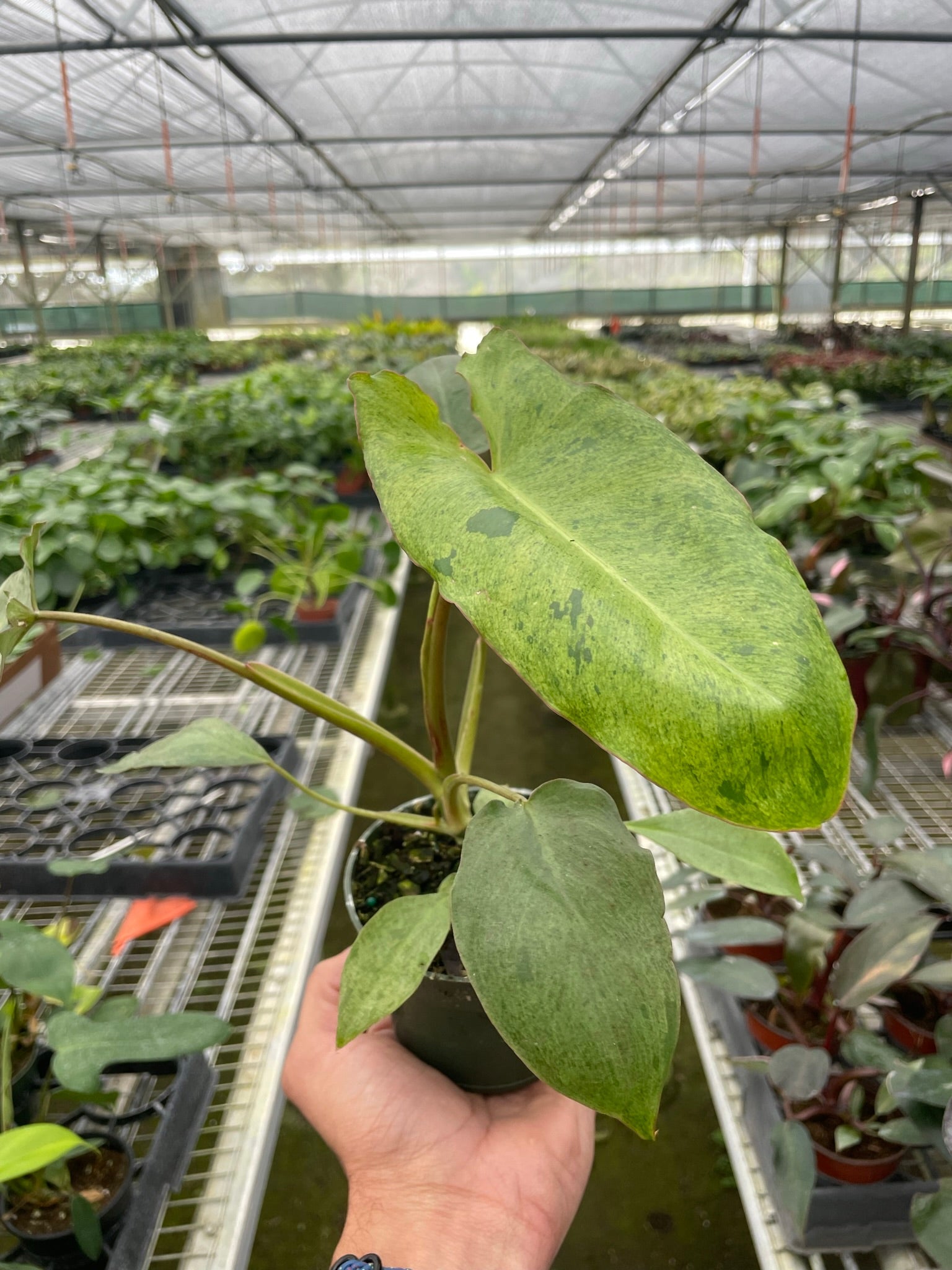 Philodendron 'Paraiso Verde' - TheHardenGarden