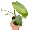 Philodendron 'Paraiso Verde' - TheHardenGarden