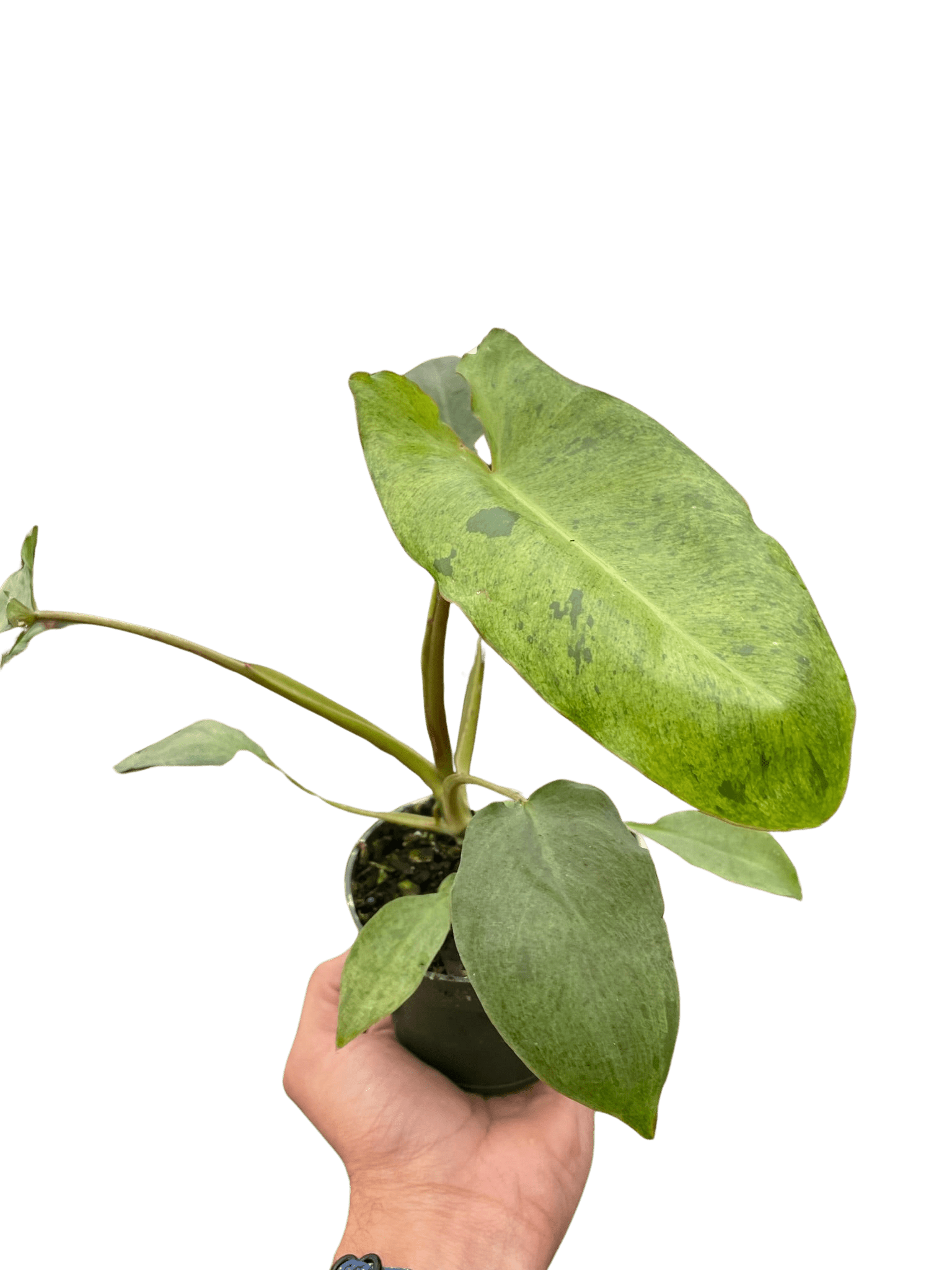 Philodendron 'Paraiso Verde' - TheHardenGarden