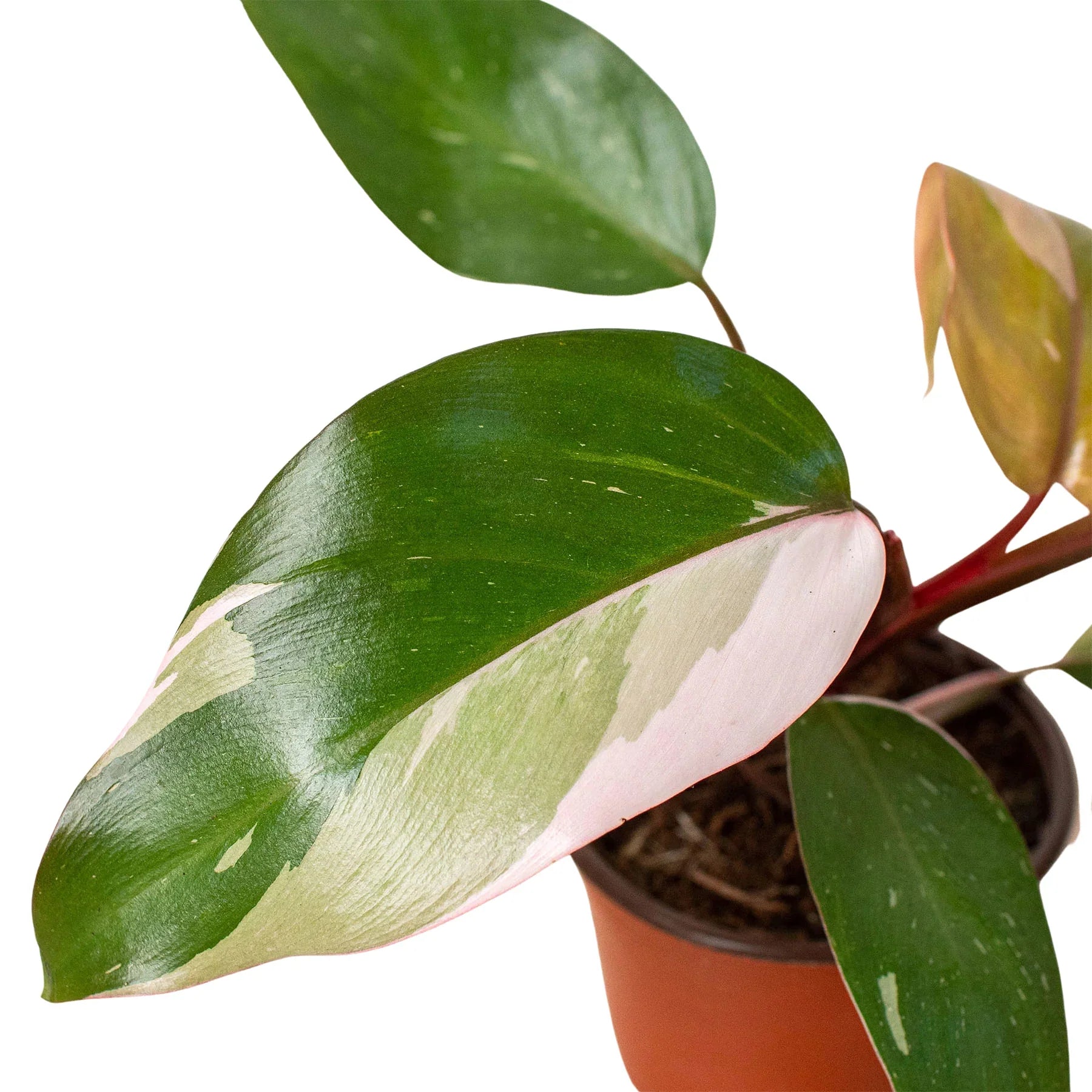 Philodendron 'Pink Princess' - TheHardenGarden