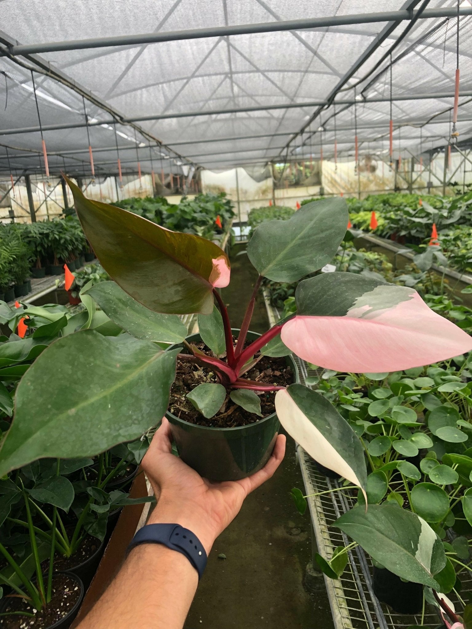 Philodendron 'Pink Princess' - TheHardenGarden