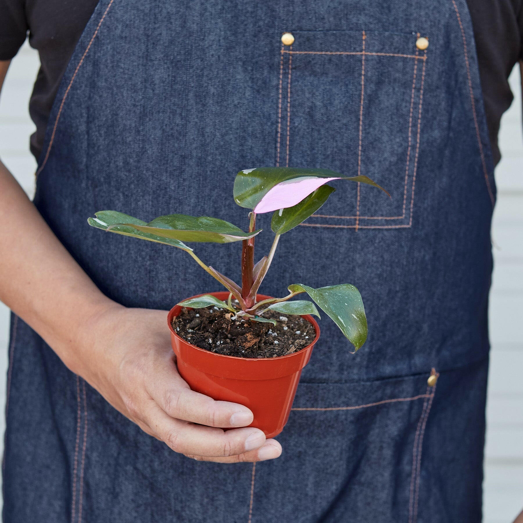 Philodendron 'Pink Princess' - TheHardenGarden