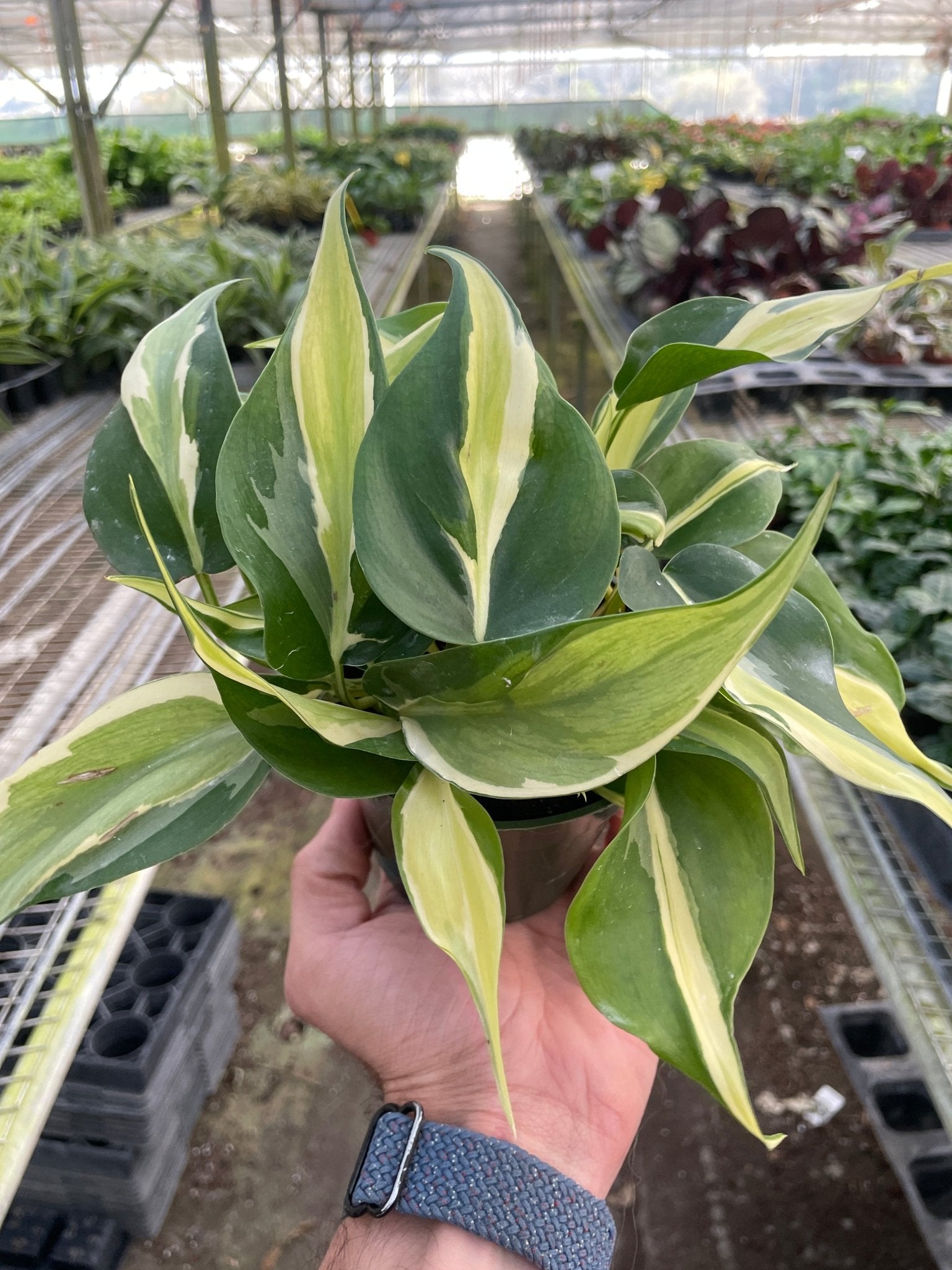 Philodendron 'Silver Stripe' - TheHardenGarden