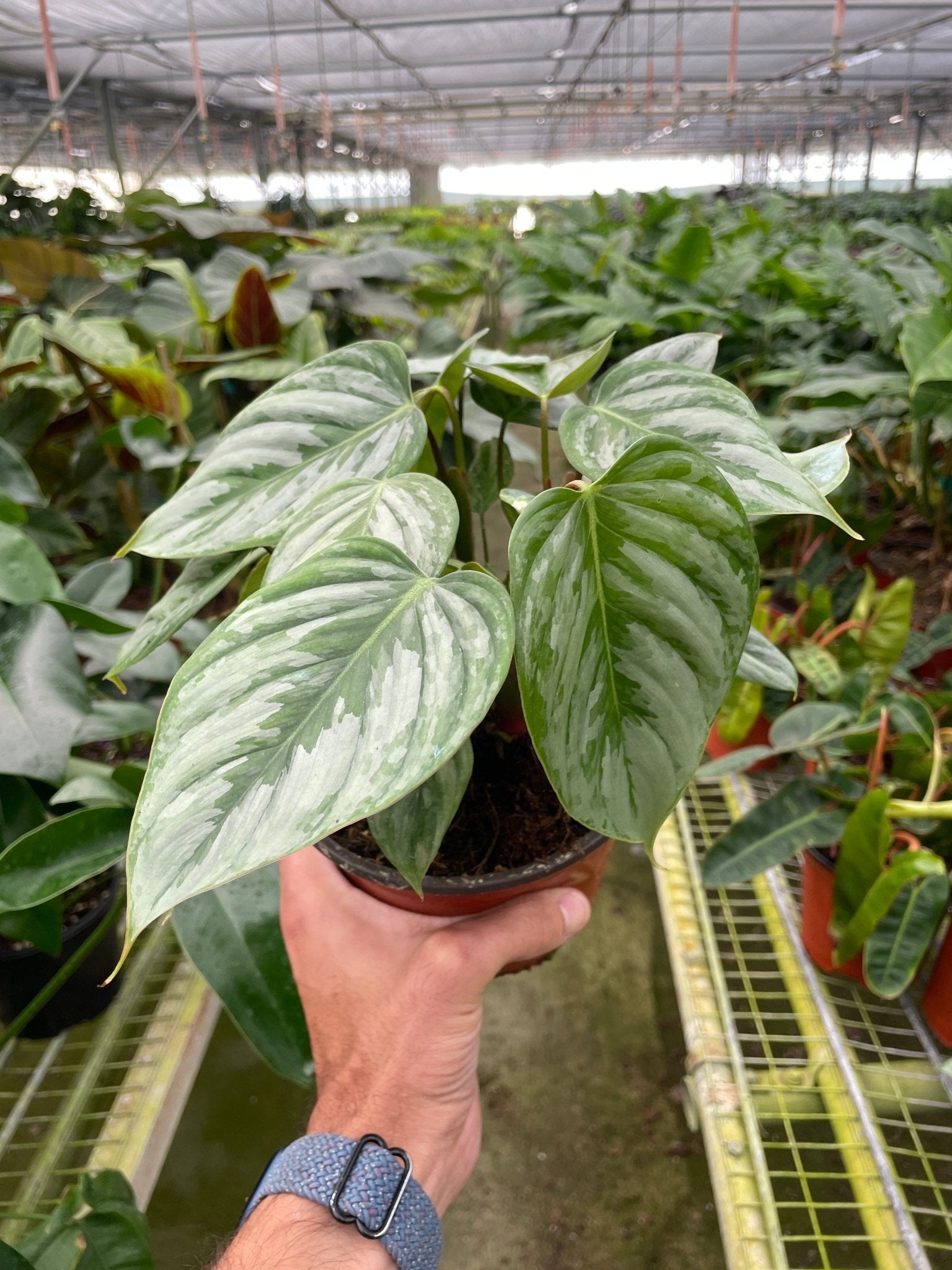 Philodendron 'Sodiroi' - TheHardenGarden