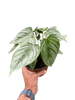 Philodendron 'Sodiroi' - TheHardenGarden