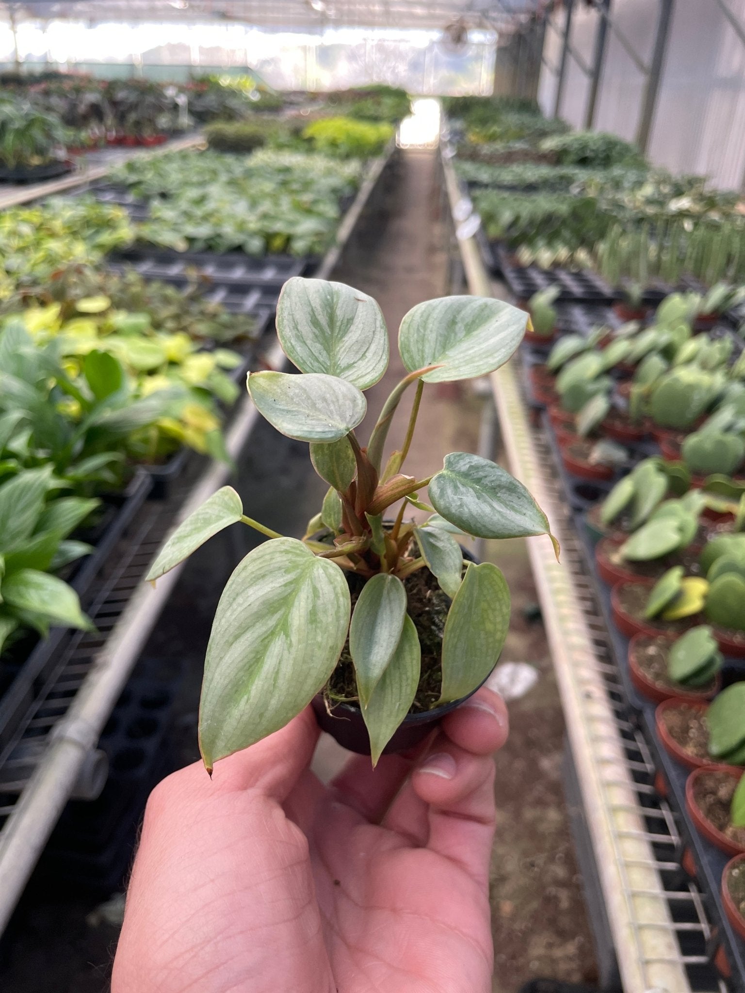 Philodendron 'Sodiroi' - TheHardenGarden