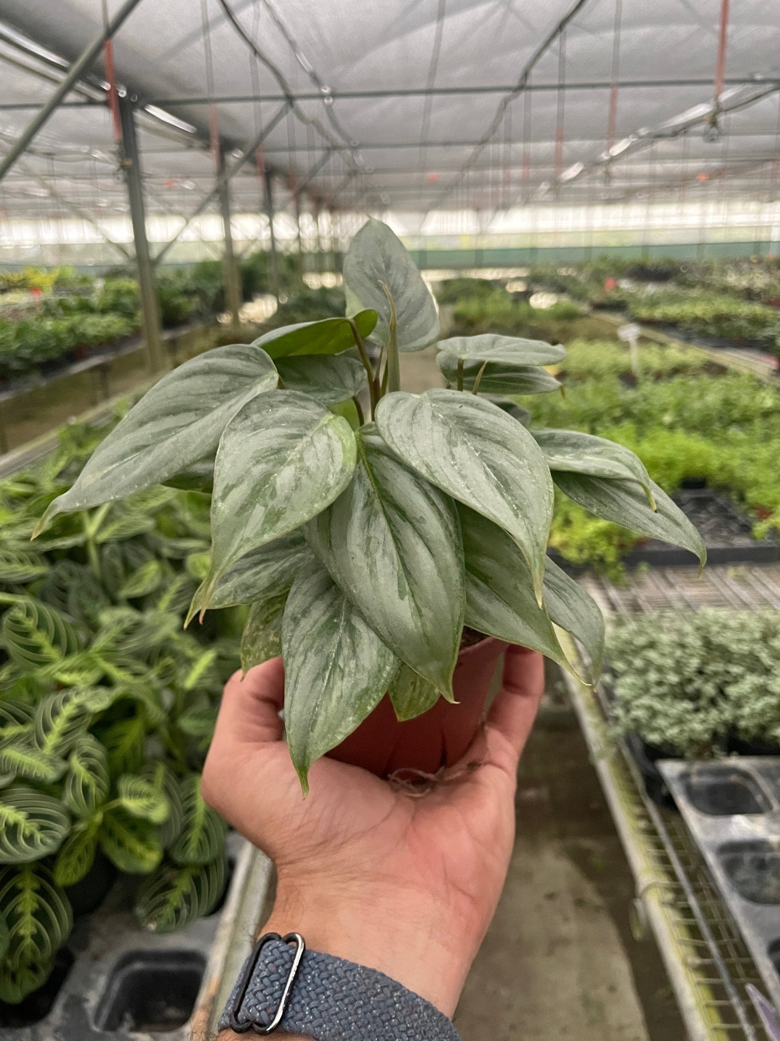 Philodendron 'Sodiroi' - TheHardenGarden