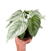 Philodendron 'Sodiroi' - TheHardenGarden