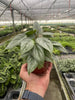Philodendron 'Sodiroi' - TheHardenGarden