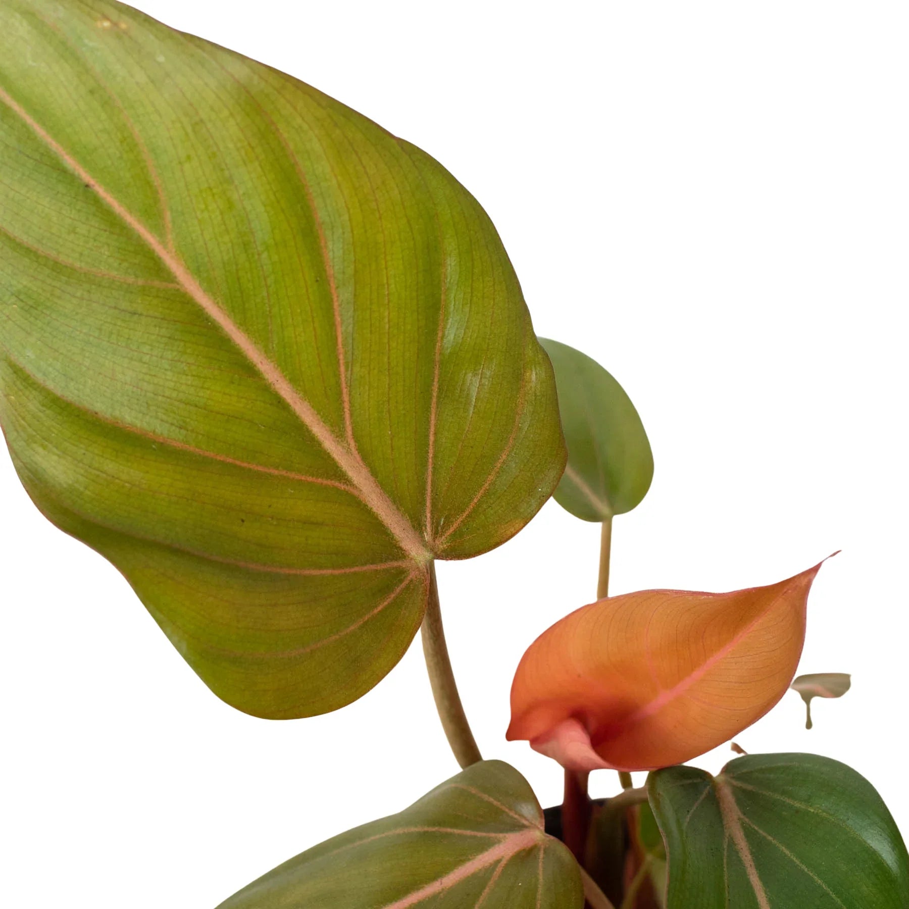 Philodendron 'Summer Glory' - TheHardenGarden