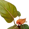 Philodendron 'Summer Glory' - TheHardenGarden