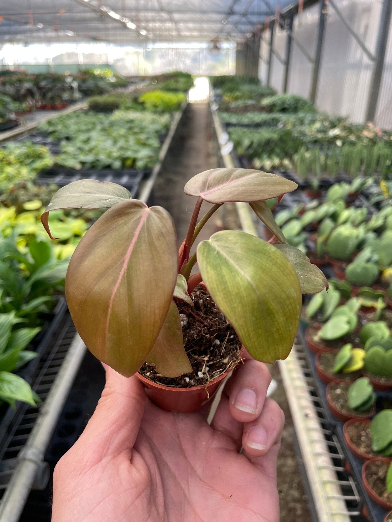 Philodendron 'Summer Glory' - TheHardenGarden