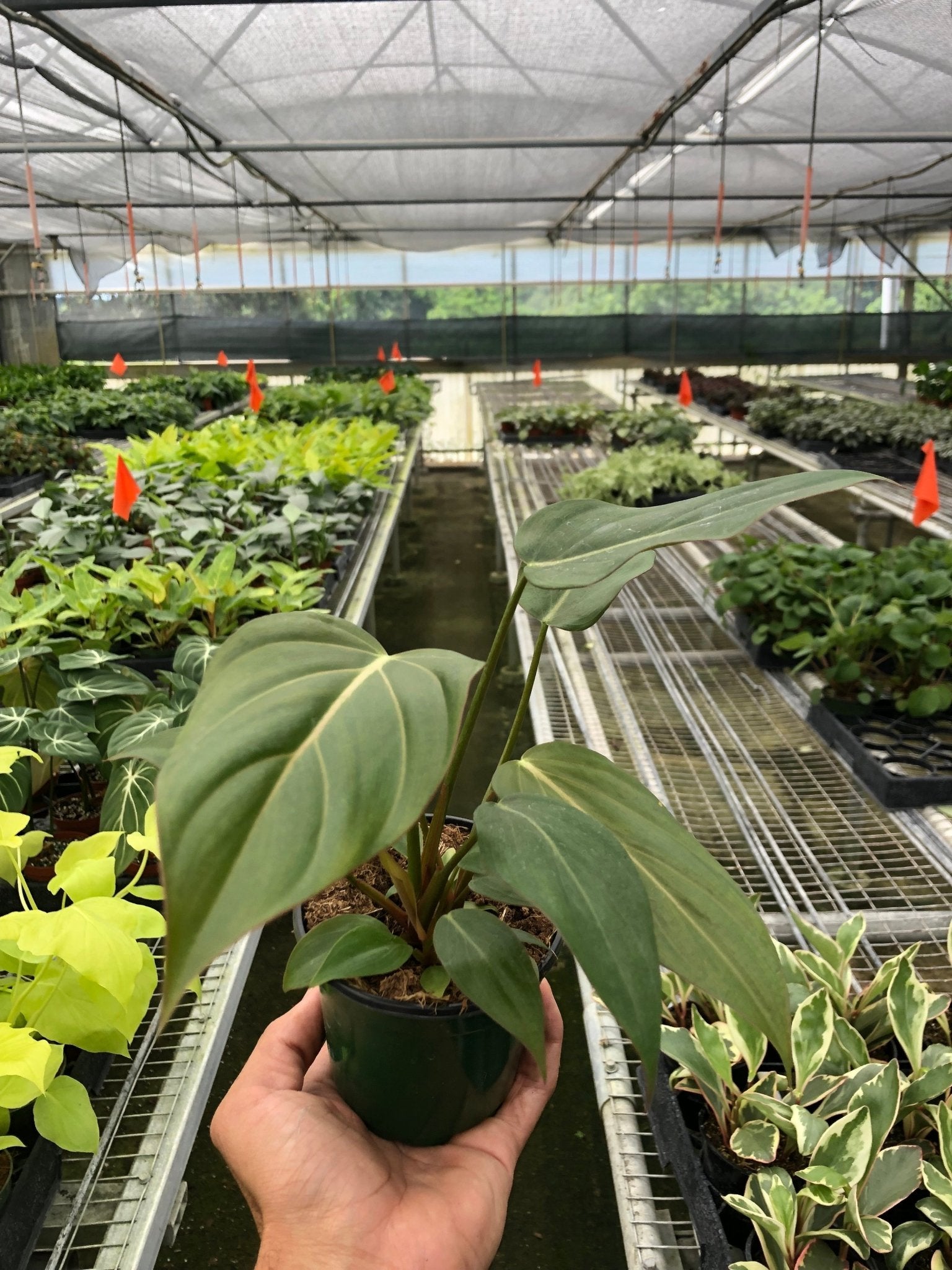 Philodendron 'Summer Glory' - TheHardenGarden
