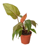 Philodendron 'Summer Glory' - TheHardenGarden