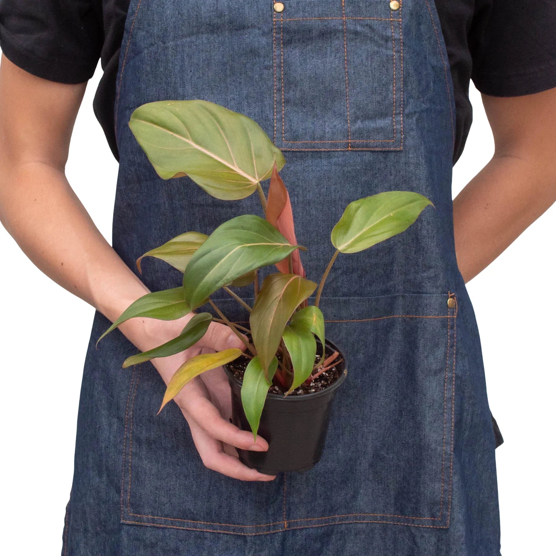Philodendron 'Summer Glory' - TheHardenGarden