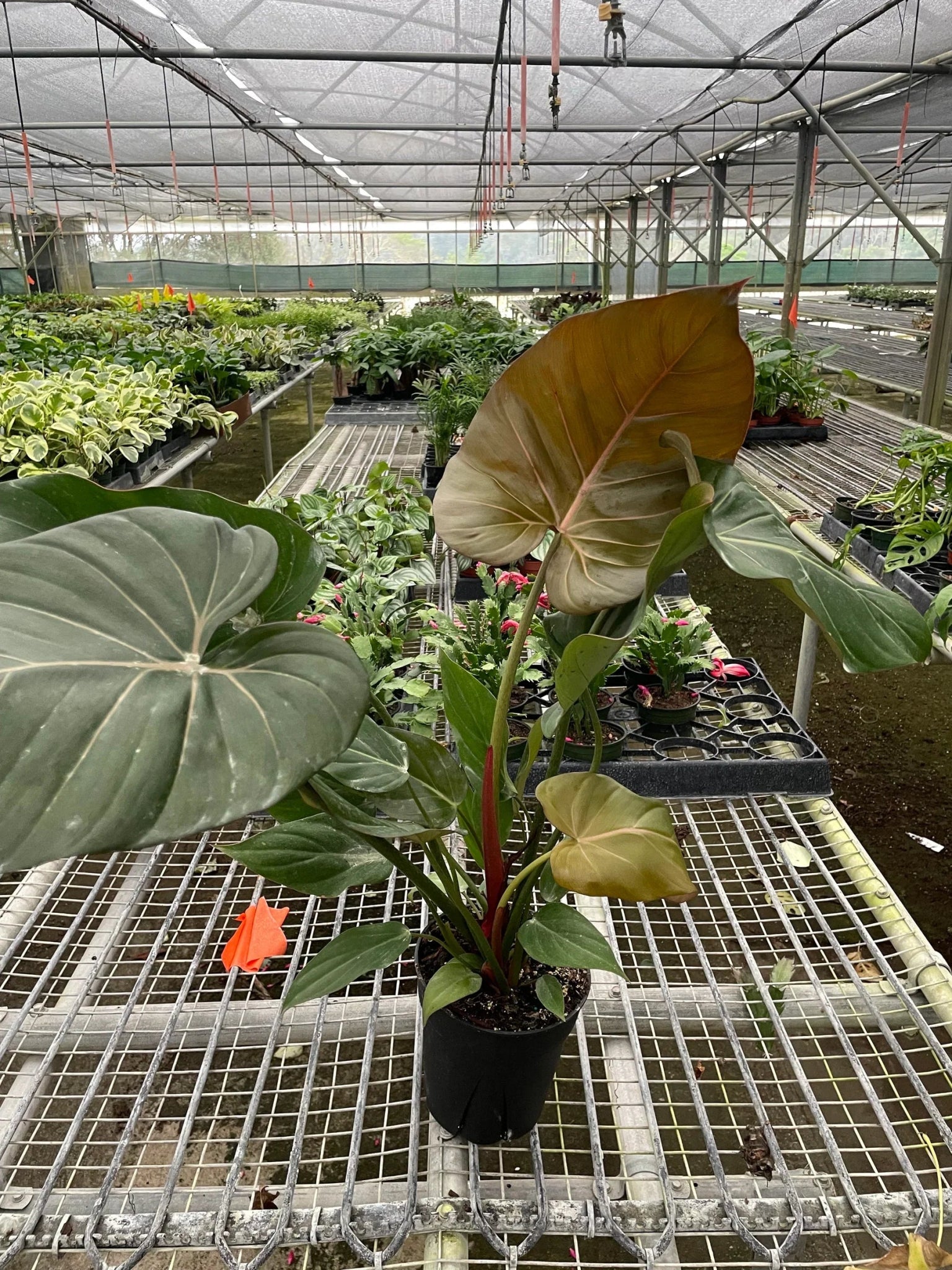 Philodendron 'Summer Glory' - TheHardenGarden