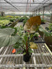 Philodendron 'Summer Glory' - TheHardenGarden