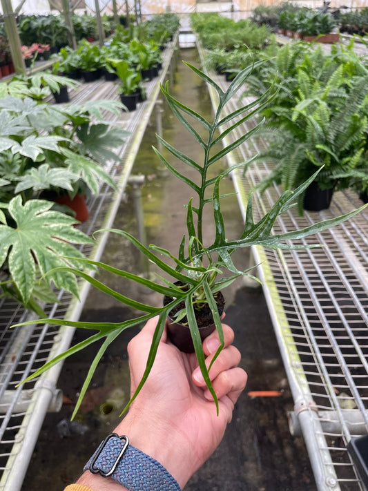 Philodendron 'Tortum' - TheHardenGarden