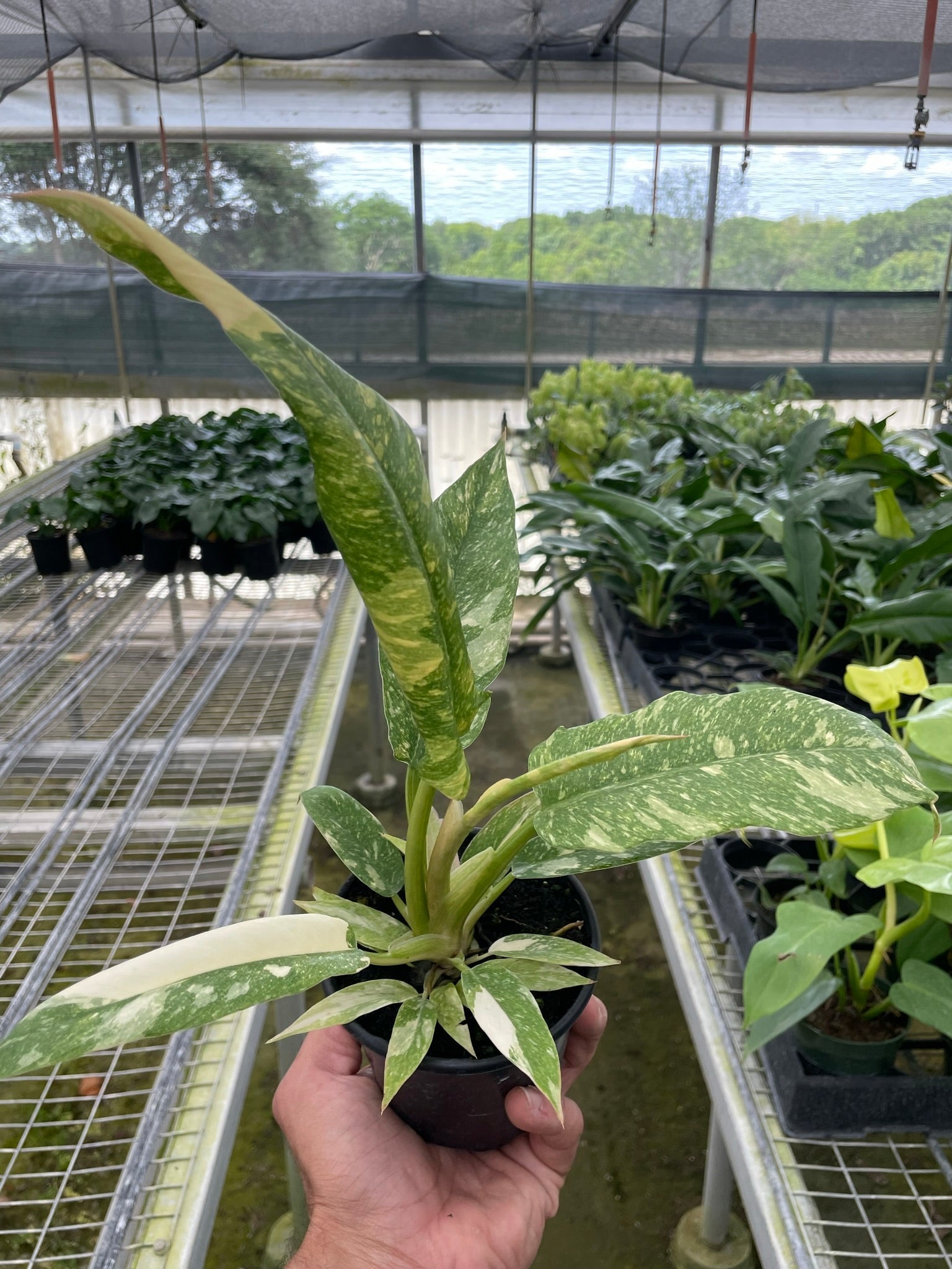 Philodendron 'Variegated Ring of Fire ' - TheHardenGarden