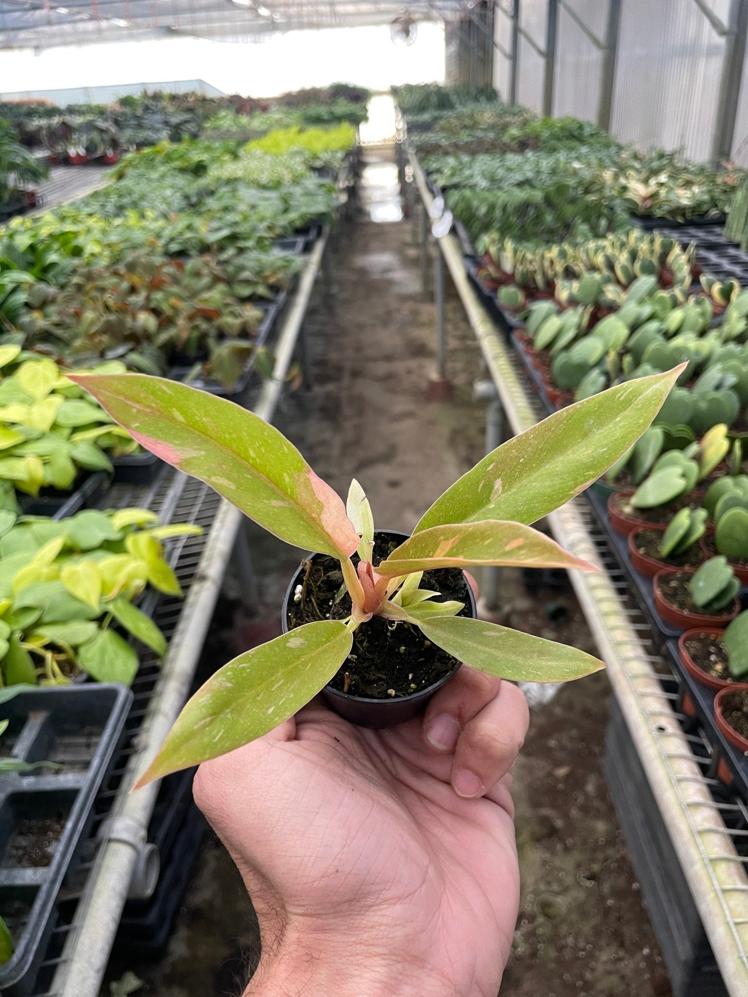 Philodendron 'Variegated Ring of Fire ' - TheHardenGarden