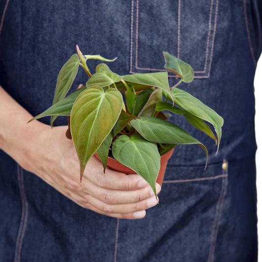 Philodendron 'Velvet' - TheHardenGarden