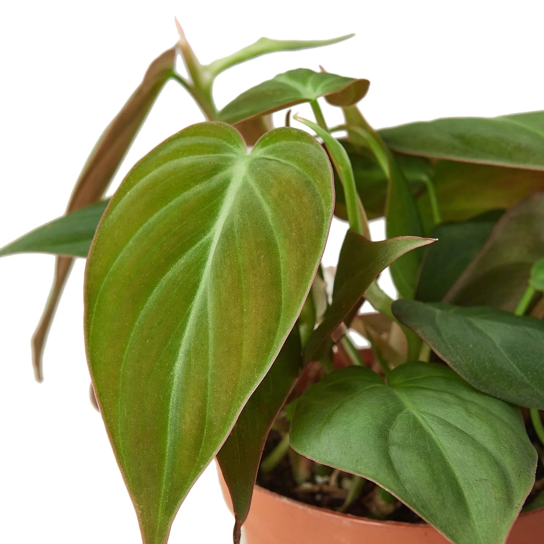 Philodendron 'Velvet' - TheHardenGarden