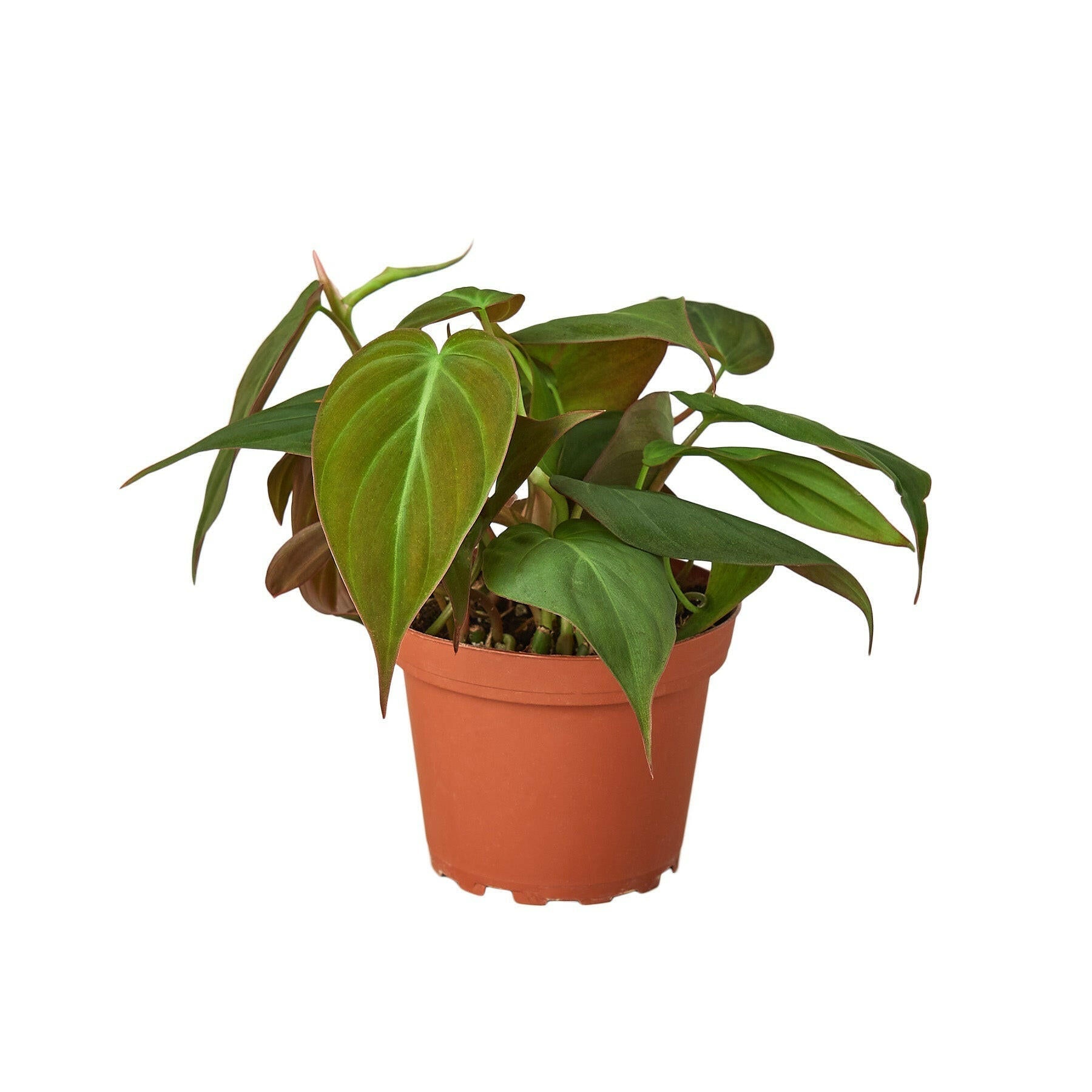 Philodendron 'Velvet' - TheHardenGarden