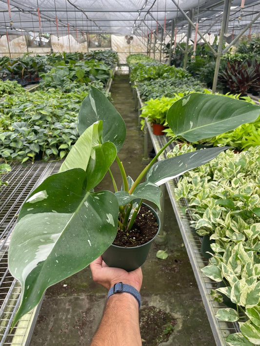 Philodendron 'White Princess' - TheHardenGarden