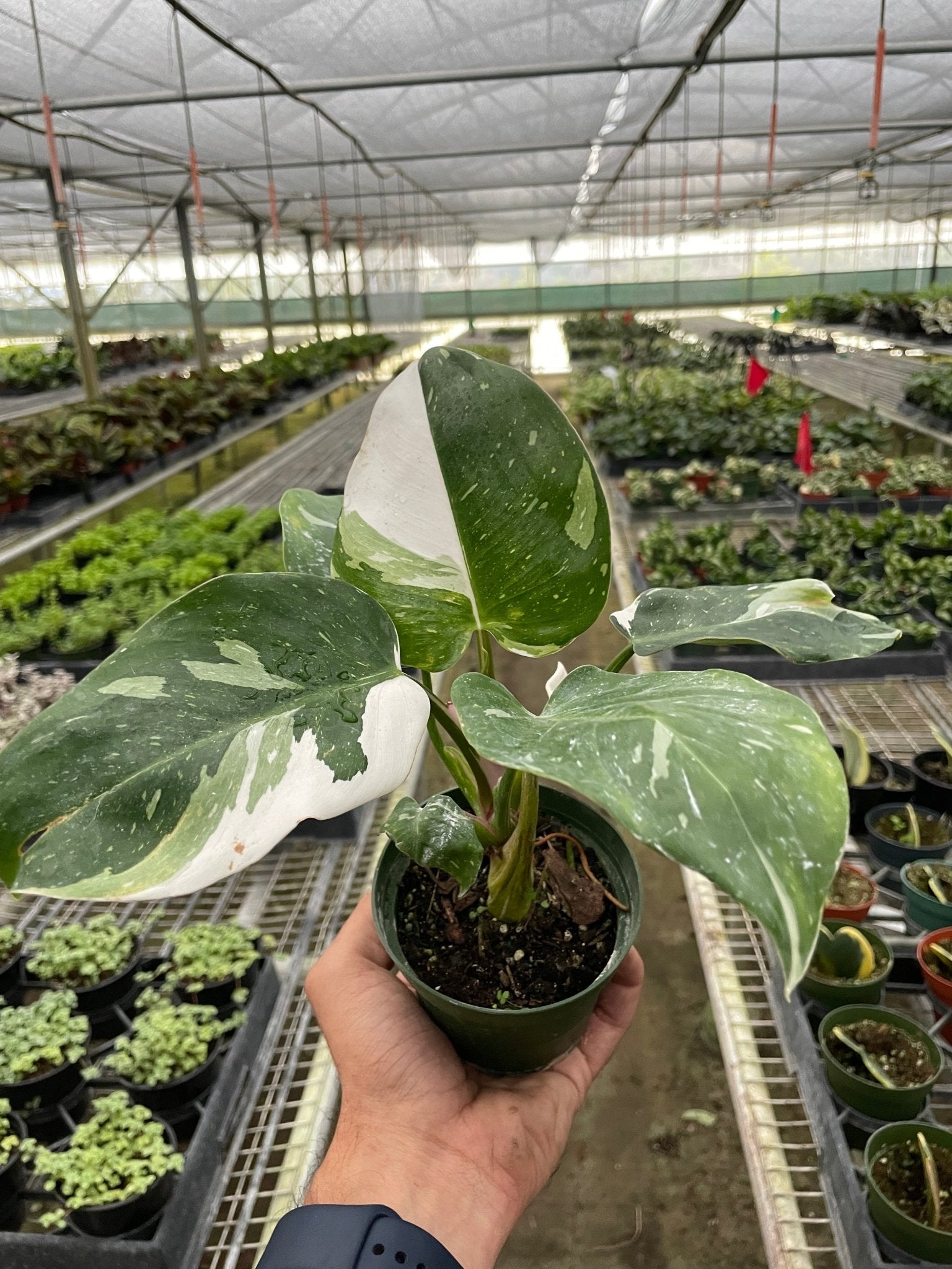 Philodendron 'White Princess' - TheHardenGarden