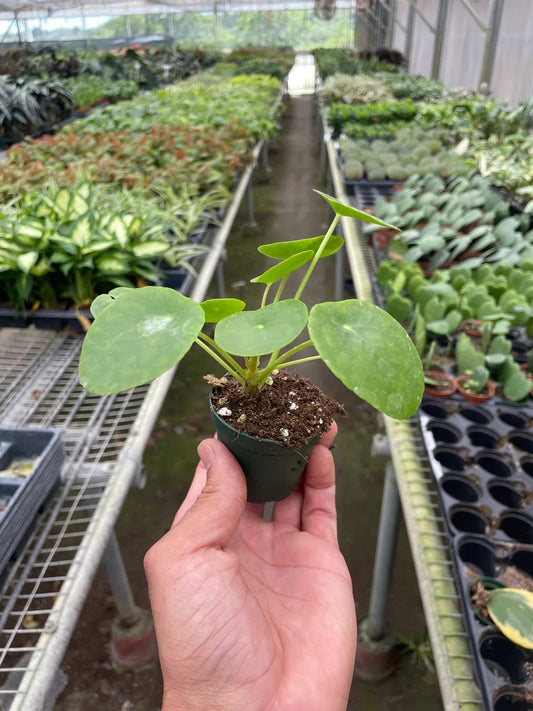 Pilea Peperomioides 'Chinese Money' - TheHardenGarden
