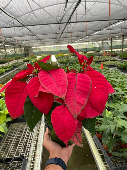 Poinsettia 'Red' - TheHardenGarden