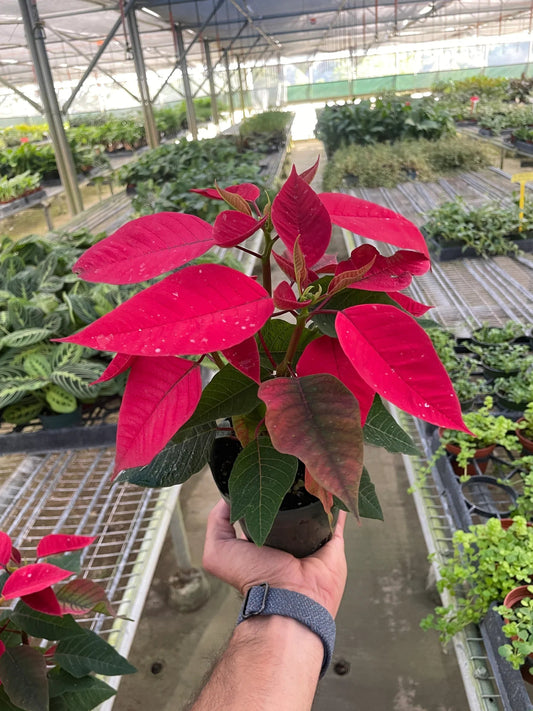 Poinsettia 'Red' - TheHardenGarden