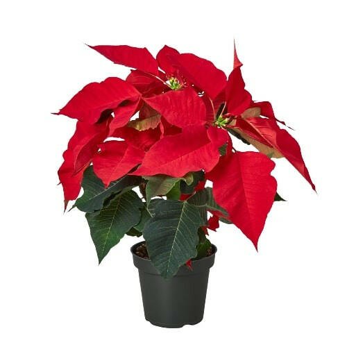 Poinsettia 'Red' - TheHardenGarden