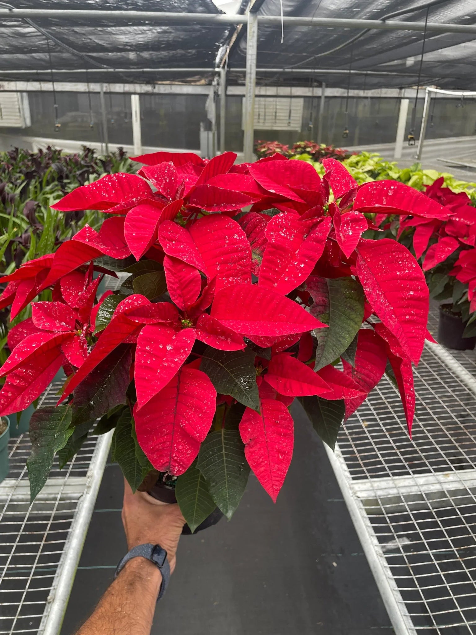 Poinsettia 'Red' - TheHardenGarden