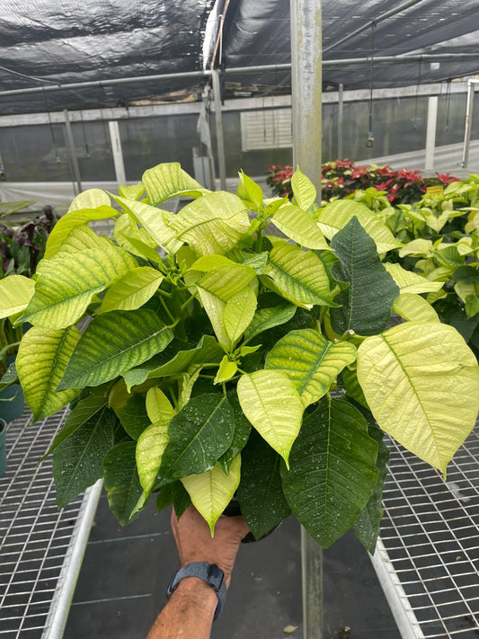 Poinsettia 'White' - TheHardenGarden