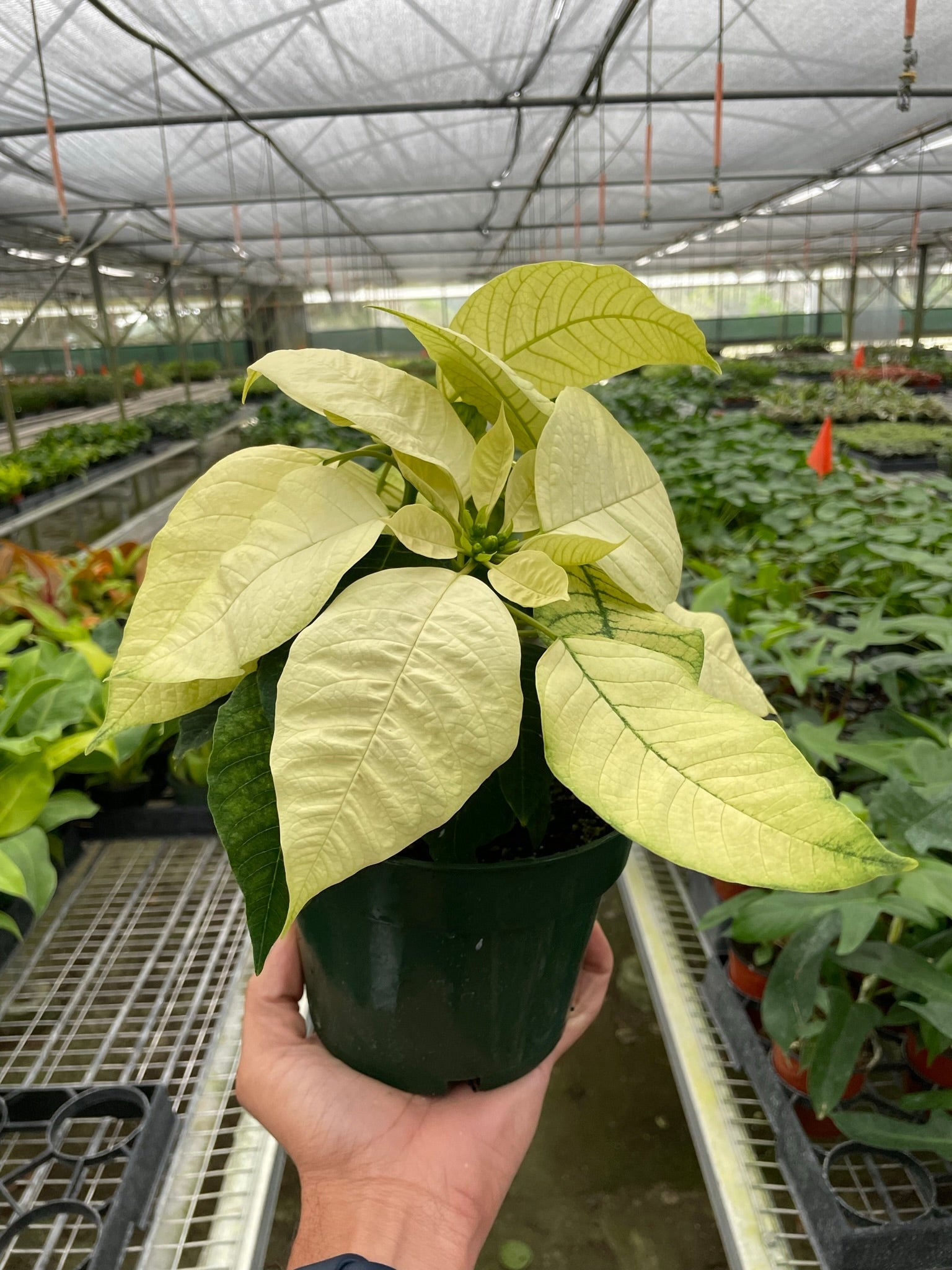 Poinsettia 'White' - TheHardenGarden