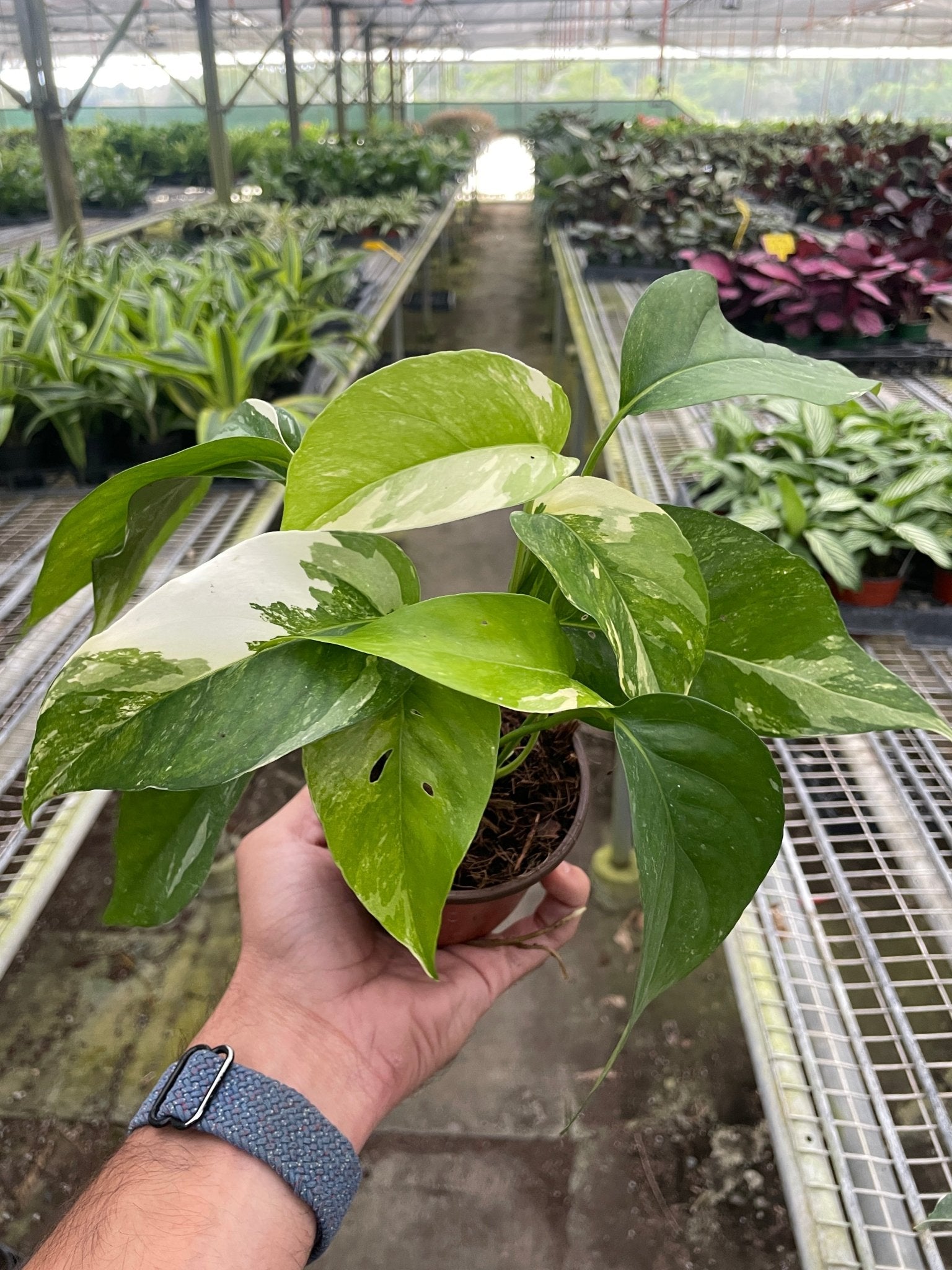 Pothos 'Albo Variegata' - TheHardenGarden