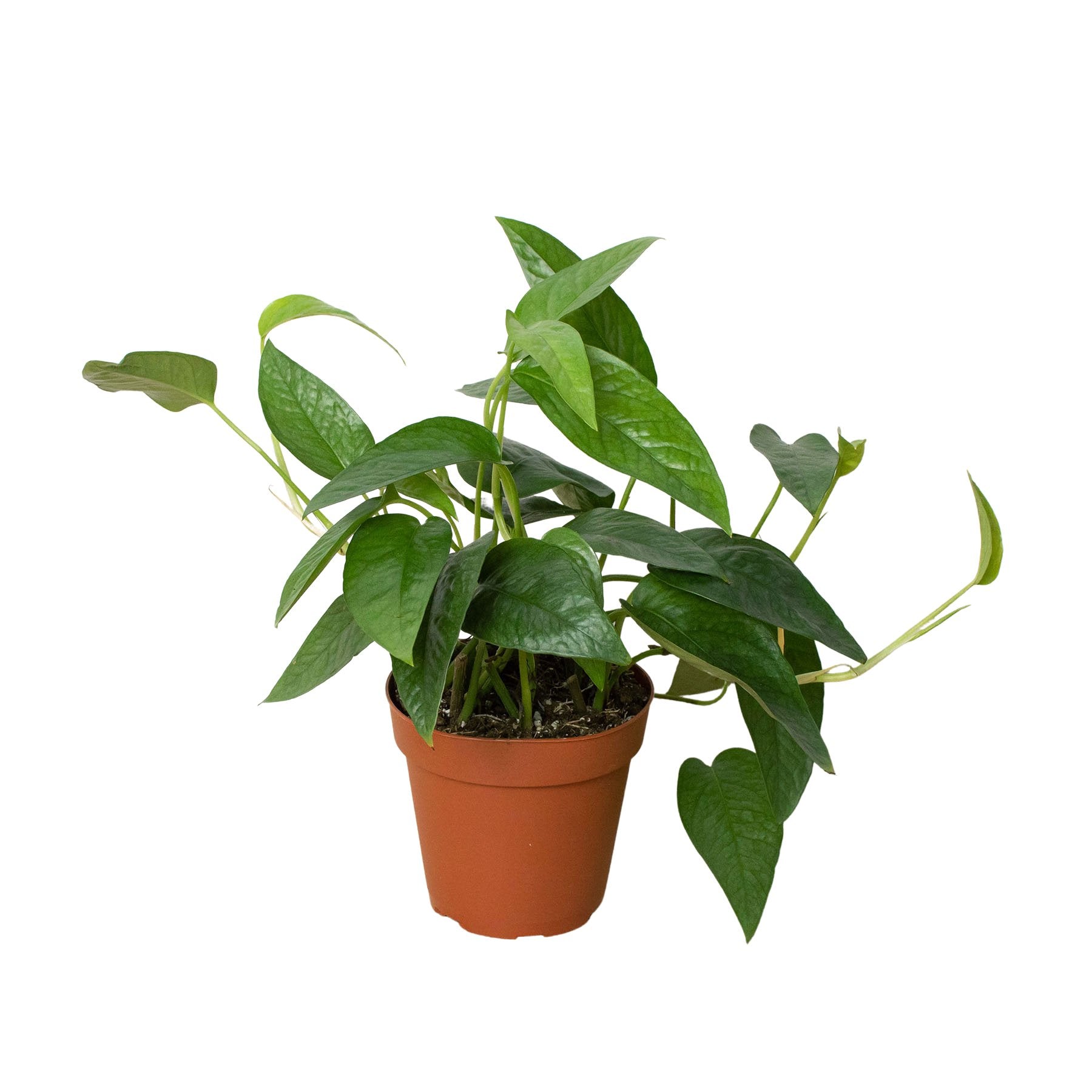 Pothos 'Cebu Blue' - TheHardenGarden