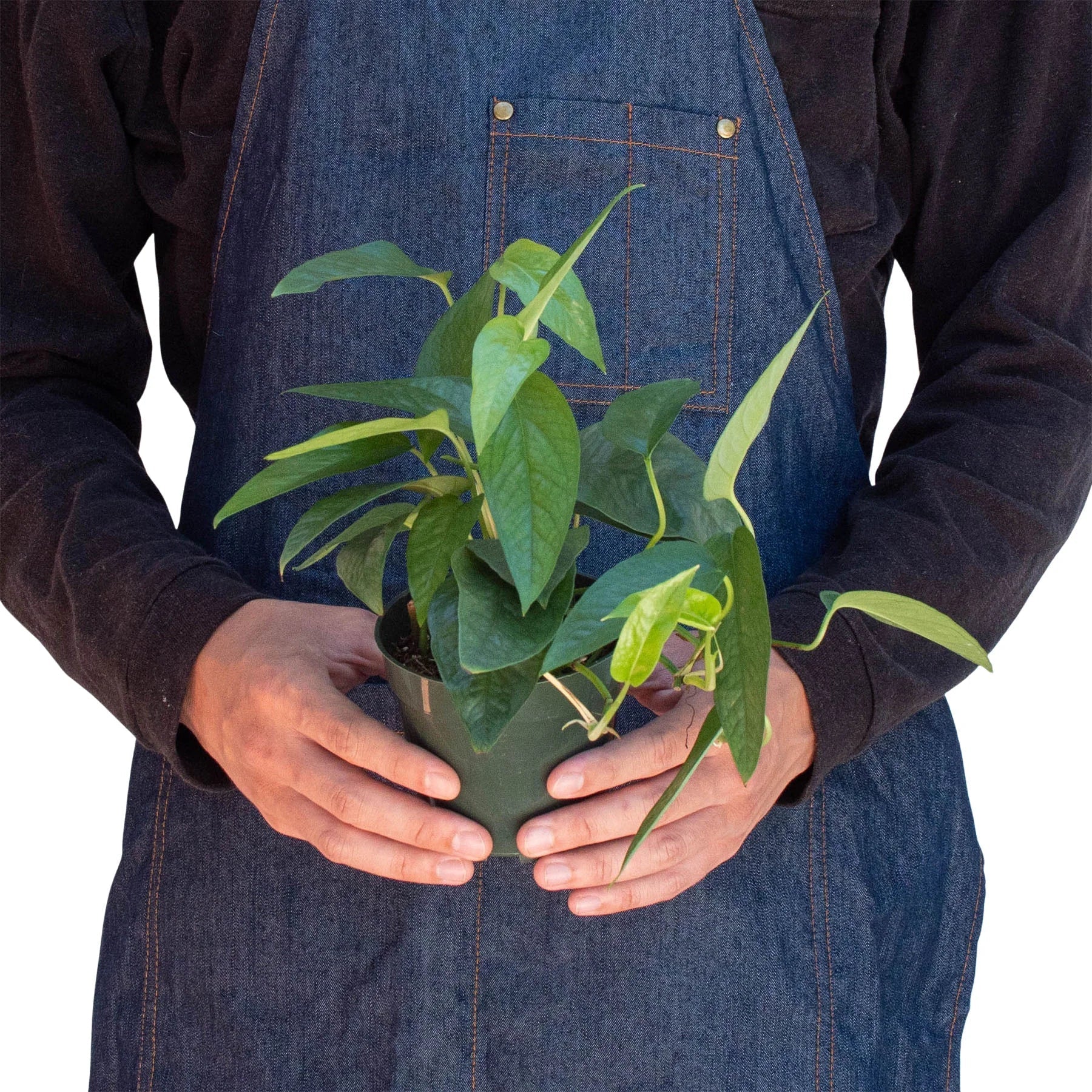 Pothos 'Cebu Blue' - TheHardenGarden