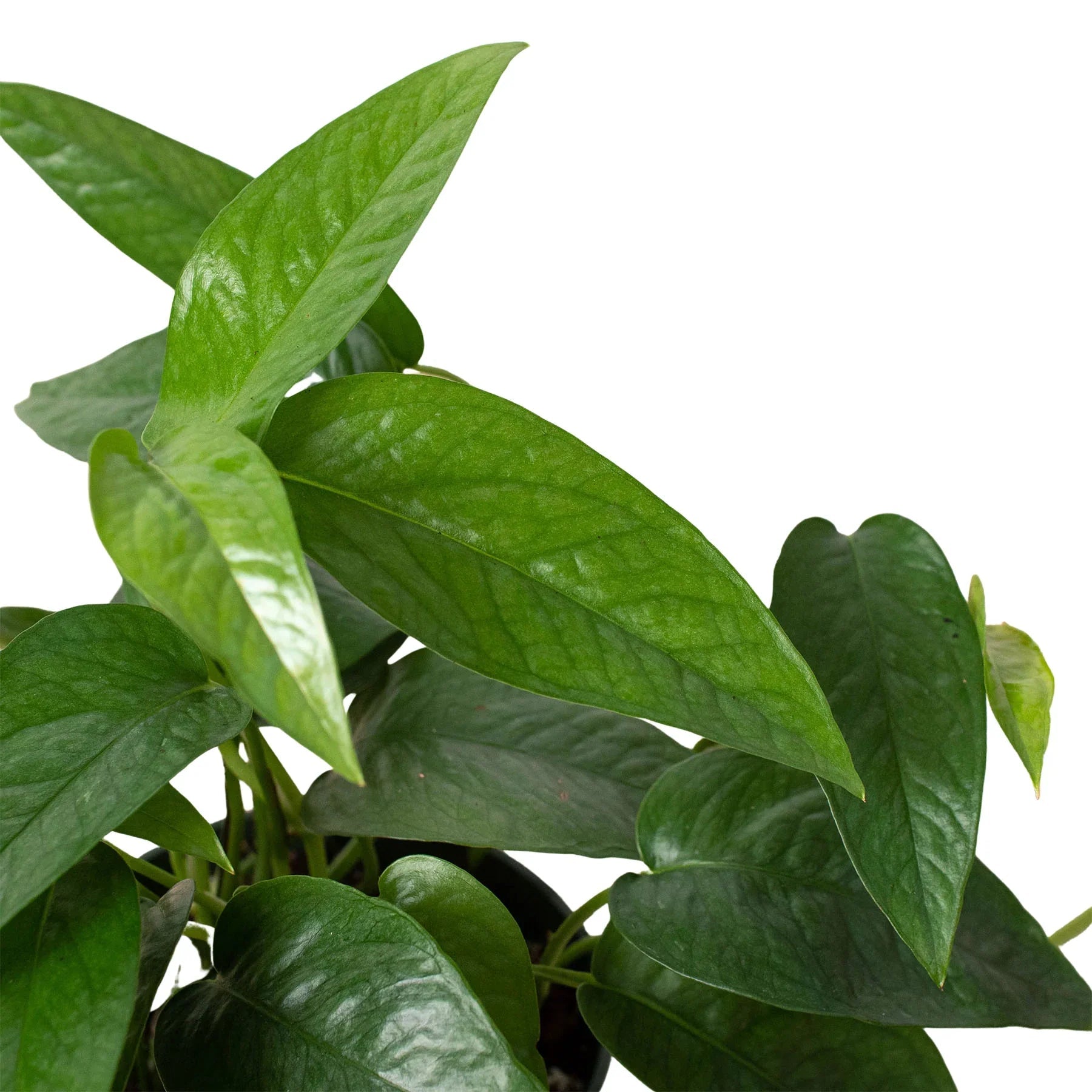 Pothos 'Cebu Blue' - TheHardenGarden