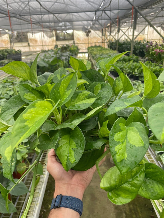 Pothos 'Global Green' - TheHardenGarden