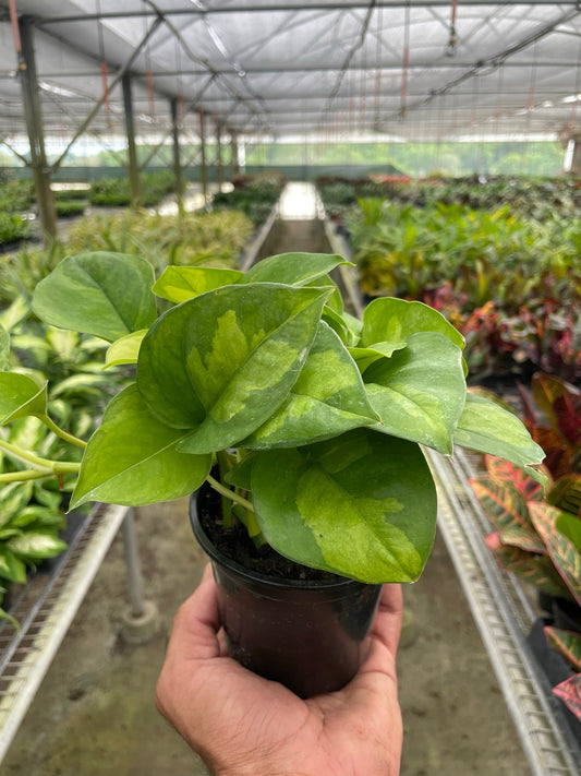 Pothos 'Global Green' - TheHardenGarden