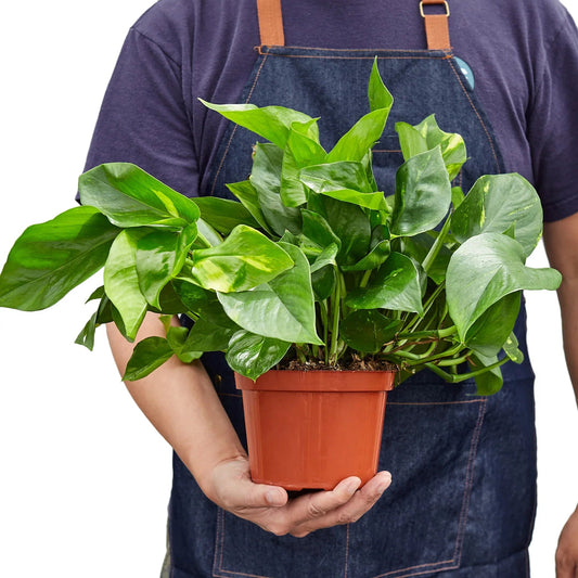 Pothos 'Golden' - TheHardenGarden