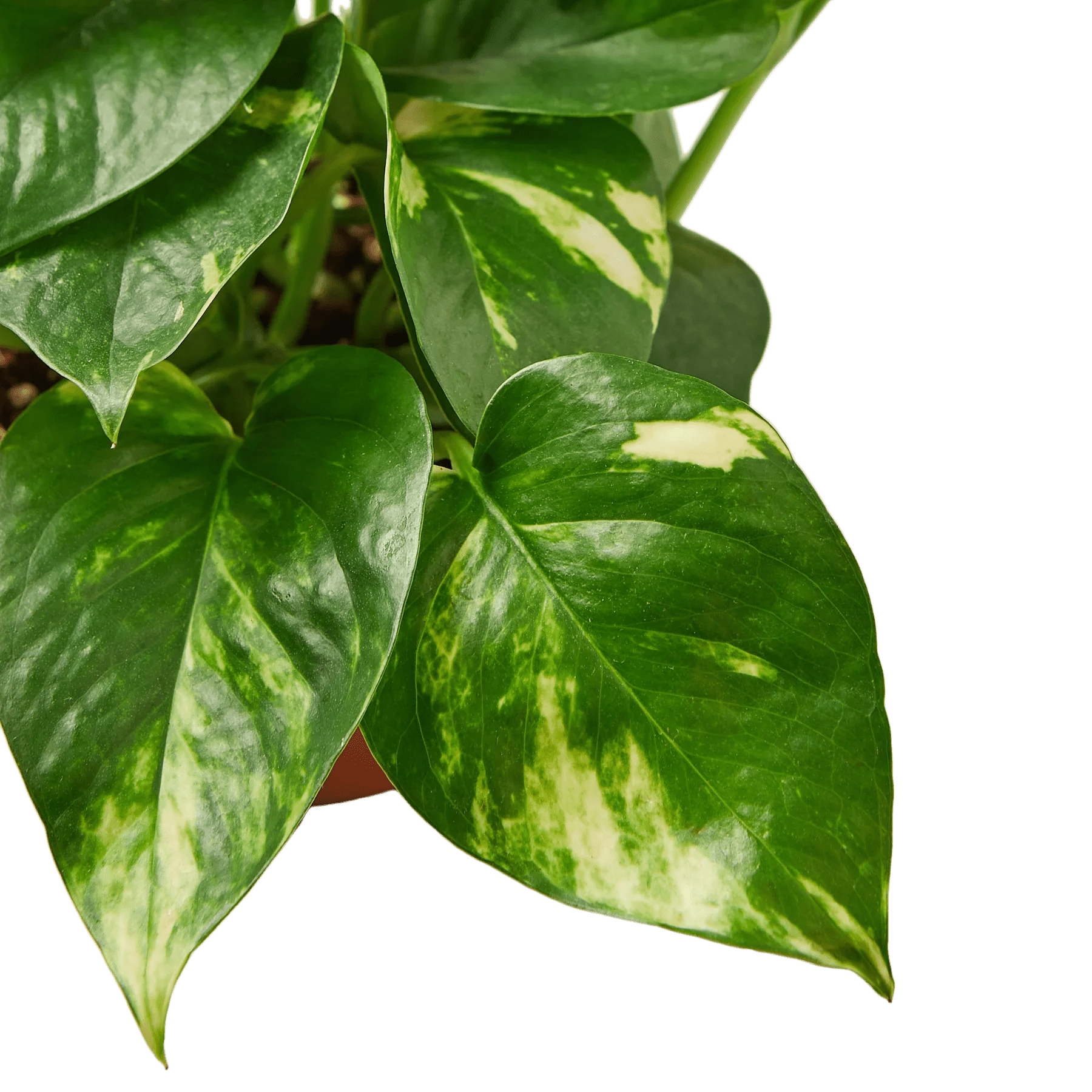 Pothos 'Golden' - TheHardenGarden