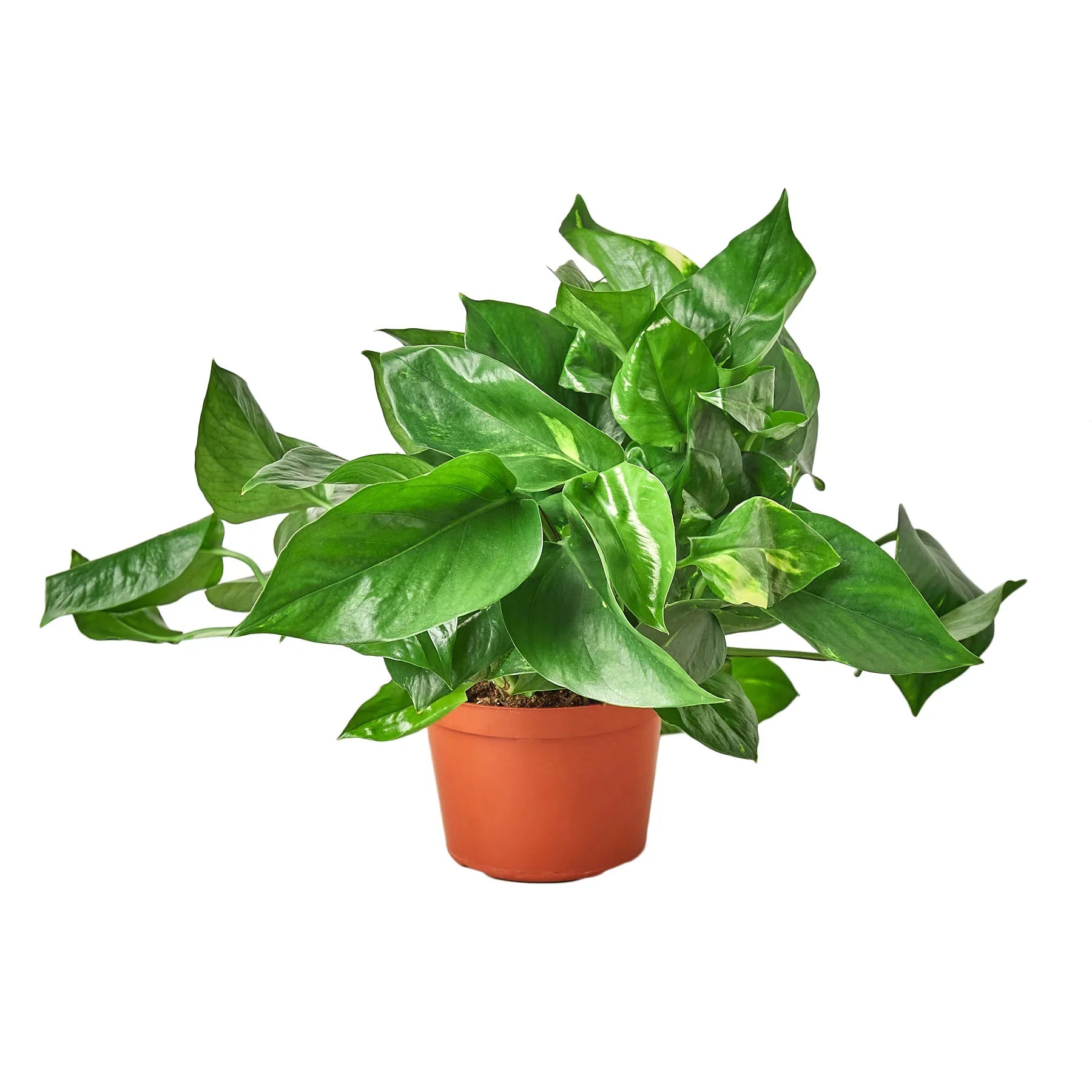 Pothos 'Golden' - TheHardenGarden