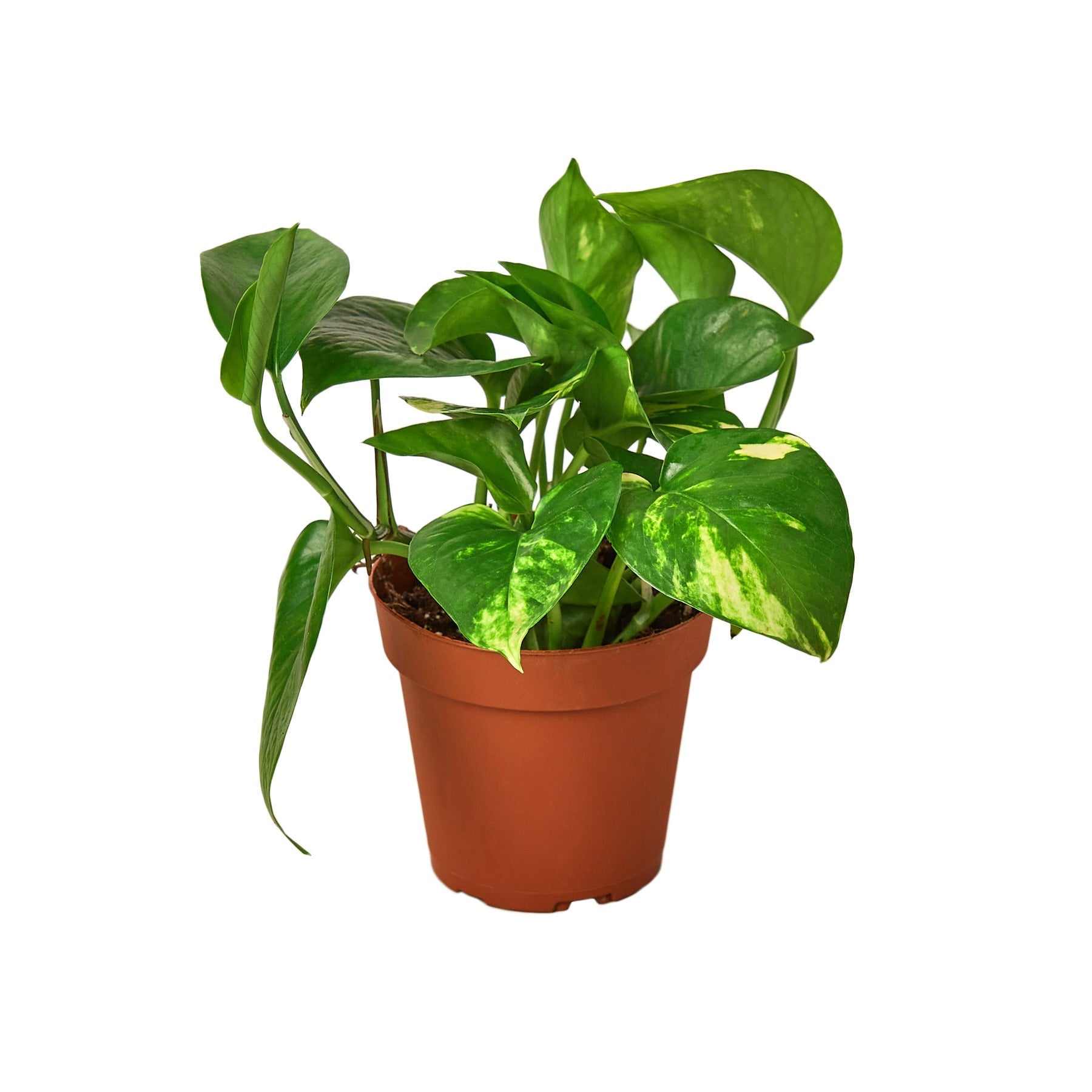 Pothos 'Golden' - TheHardenGarden