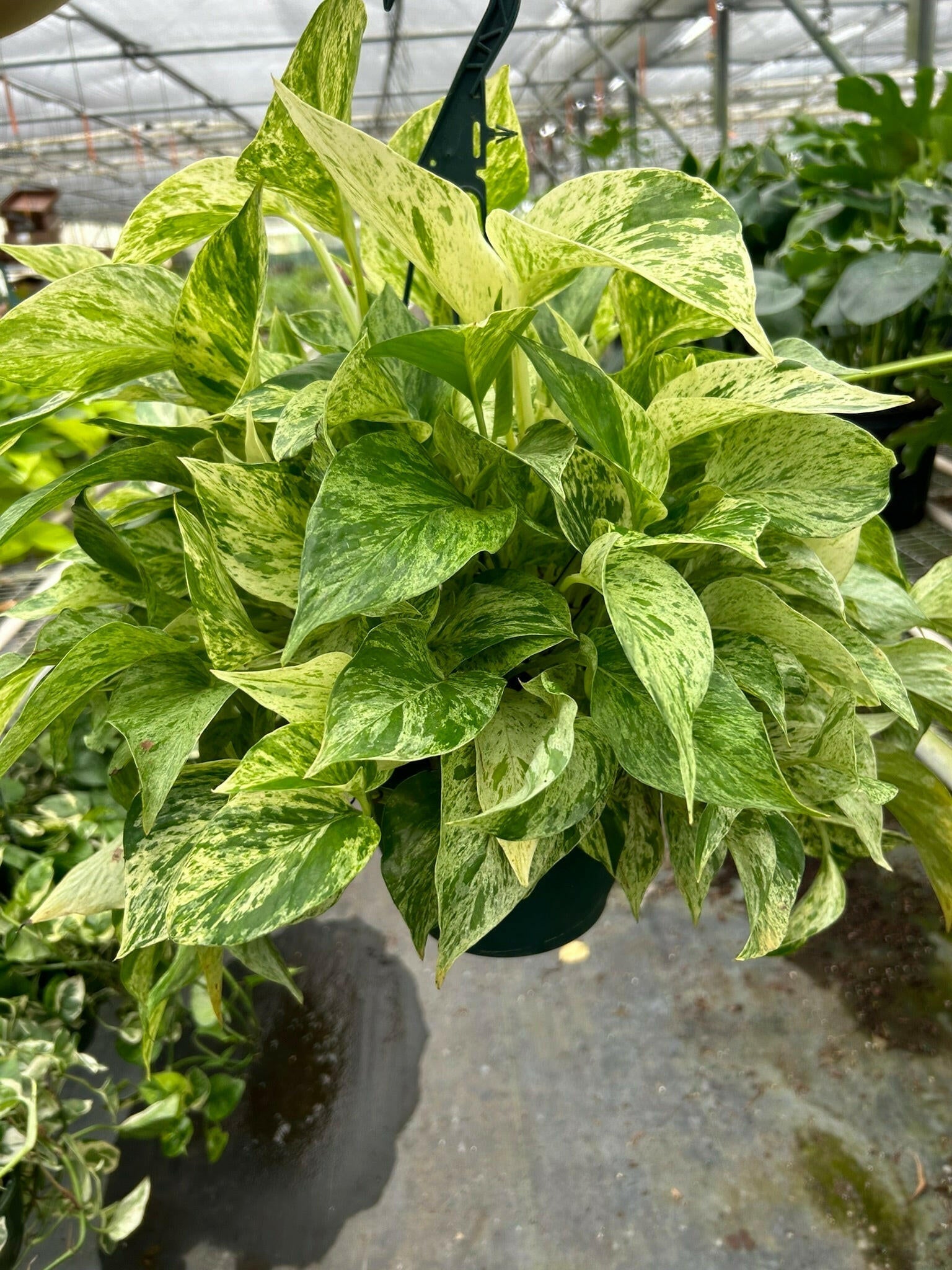 Pothos 'Marble Queen' - TheHardenGarden