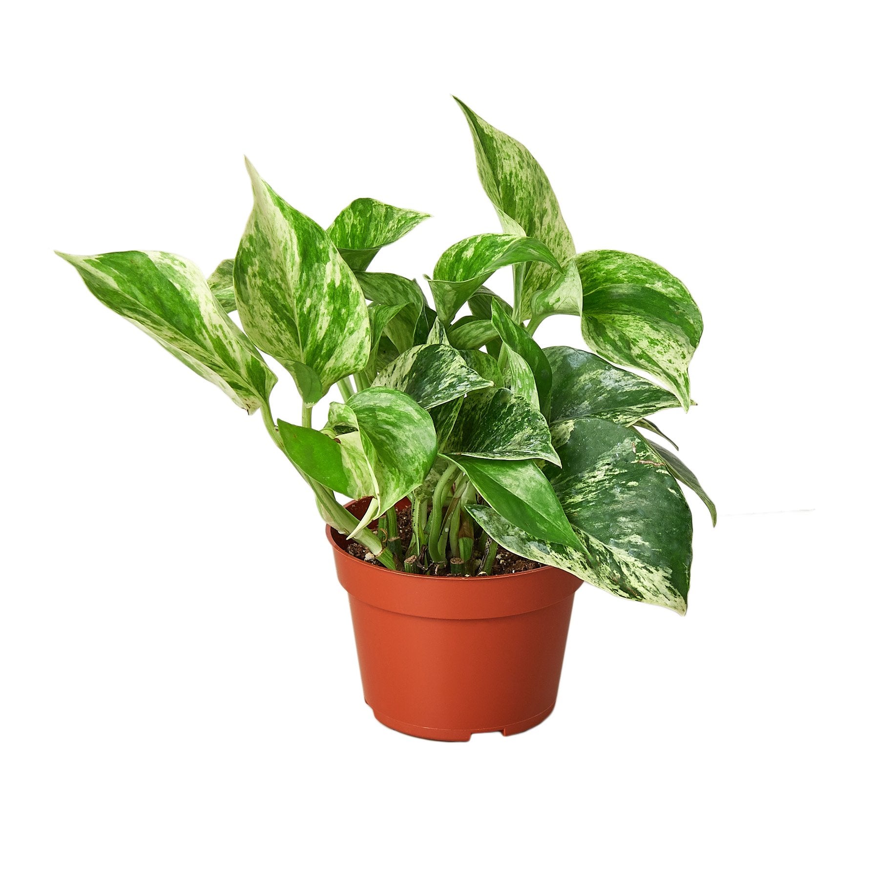 Pothos 'Marble Queen' - TheHardenGarden